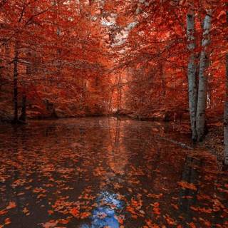 Rainy autumn day wallpaper