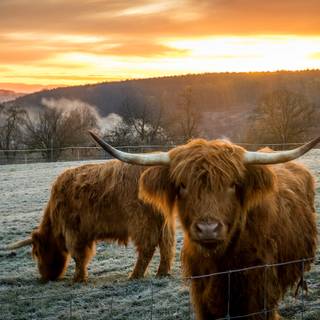 Cow autumn wallpaper