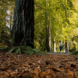 Vancouver autumn wallpaper