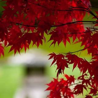 Vancouver autumn wallpaper