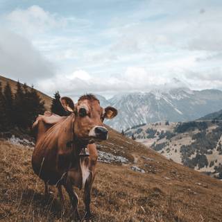 Cow autumn wallpaper