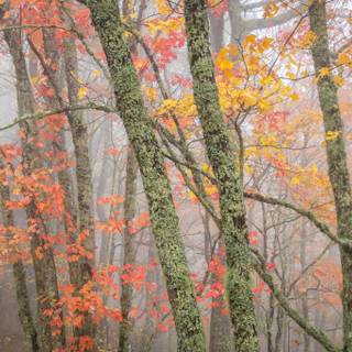 Rainy autumn day wallpaper