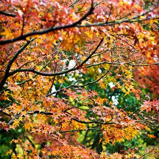 Rainy autumn day wallpaper