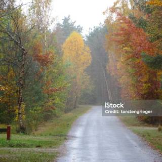 Rainy autumn day wallpaper