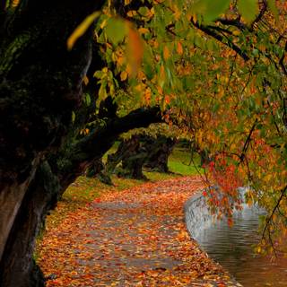 Rainy autumn day wallpaper