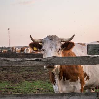 Cow autumn wallpaper