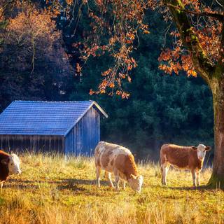 Cow autumn wallpaper