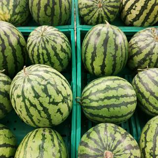 Watermelon fruit wallpaper