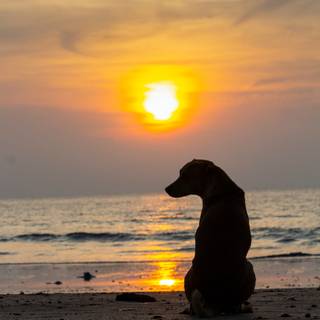 Black dog on beach wallpaper