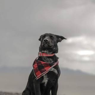 Black dog on beach wallpaper