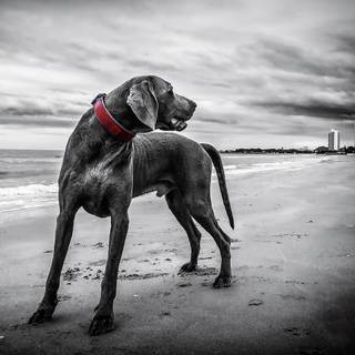 Black dog on beach wallpaper