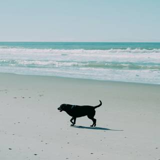Black dog on beach wallpaper