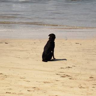 Black dog on beach wallpaper