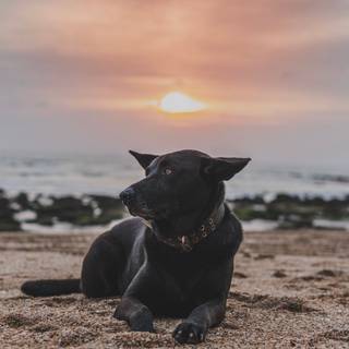 Black dog on beach wallpaper