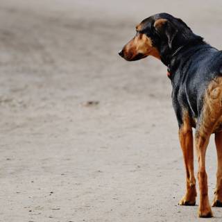 Black dog on beach wallpaper