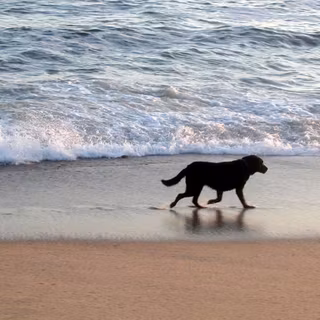 Black dog on beach wallpaper