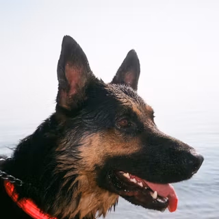 Black dog on beach wallpaper