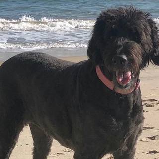 Black dog on beach wallpaper