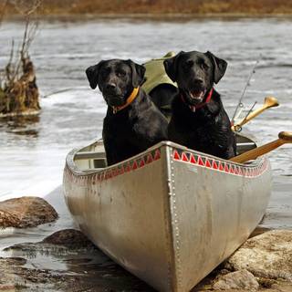 Black dog on beach wallpaper