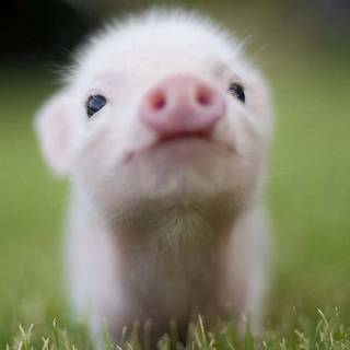 Cute baby pig wallpaper