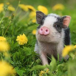 Cute baby pig wallpaper