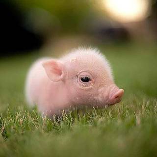 Cute baby pig wallpaper