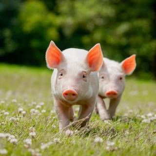 Cute baby pig wallpaper