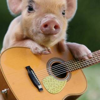 Cute baby pig wallpaper