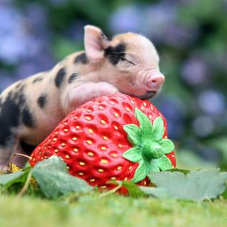 Cute baby pig wallpaper