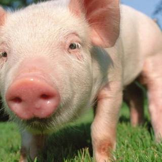 Cute baby pig wallpaper