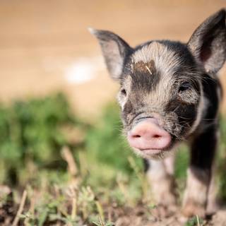Cute baby pig wallpaper