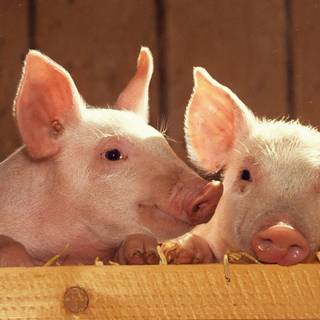 Cute baby pig wallpaper