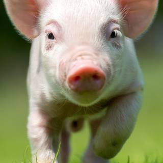 Cute baby pig wallpaper
