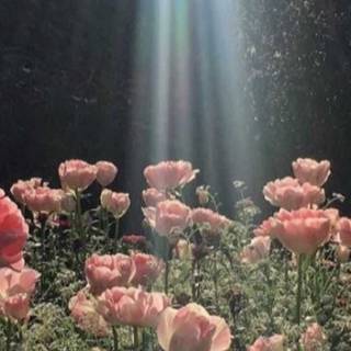 iPhone cottagecore wallpaper