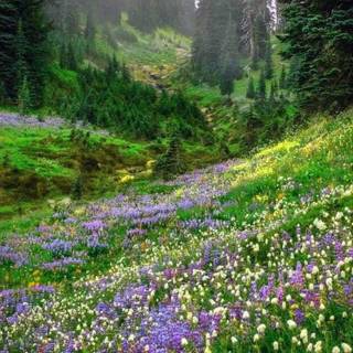 iPhone cottagecore wallpaper