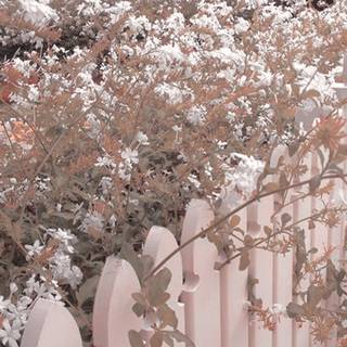 iPhone cottagecore wallpaper