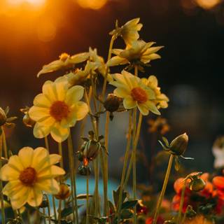 iPhone cottagecore wallpaper