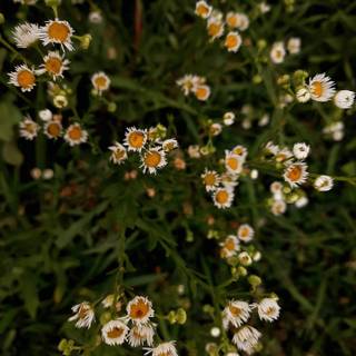 iPhone cottagecore wallpaper