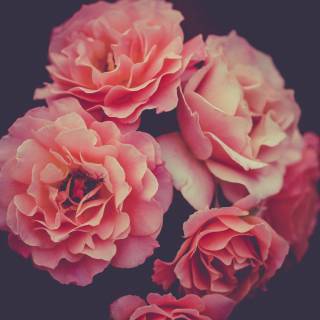 4k pink phone wallpaper