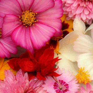 4k pink phone wallpaper