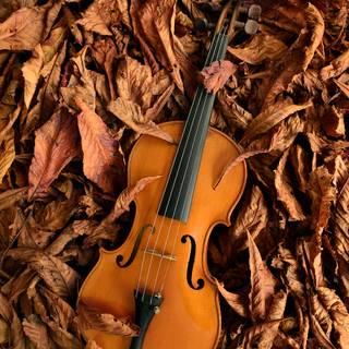 Violin autumn wallpaper