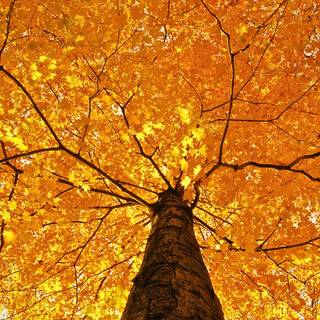 Purple and orange autumn wallpaper