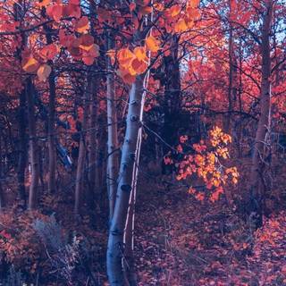 Purple and orange autumn wallpaper