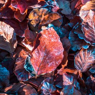 Purple and orange autumn wallpaper