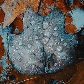 iPhone 11 Pro autumn wallpaper