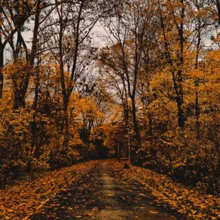 iPhone 11 Pro autumn wallpaper