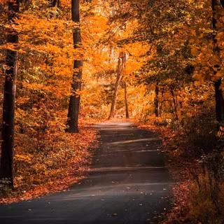 iPhone 11 Pro autumn wallpaper