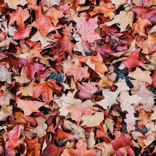 Purple and orange autumn wallpaper