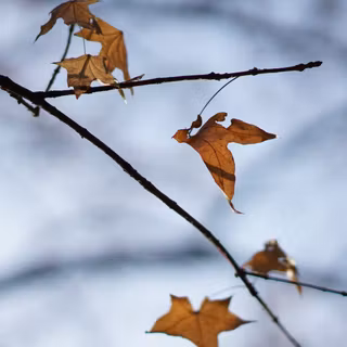 iPhone 11 Pro autumn wallpaper