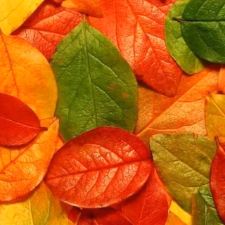 iPhone 11 Pro autumn wallpaper